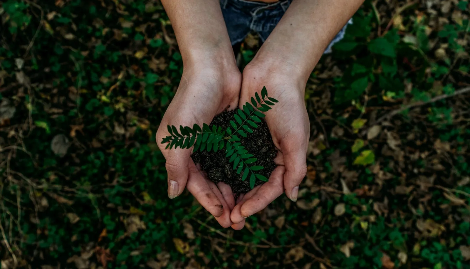 Sustainable community integrated into rainforest